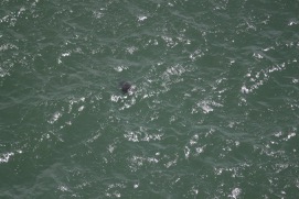 Missing Picture